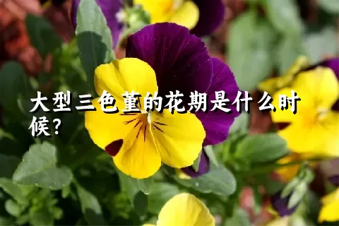 大型三色堇的花期是什么时候？