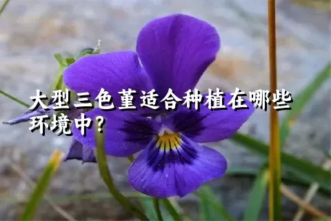 大型三色堇适合种植在哪些环境中？