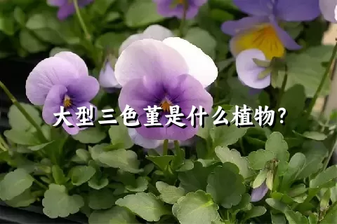 大型三色堇是什么植物？