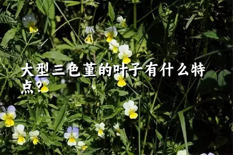 大型三色堇的叶子有什么特点？