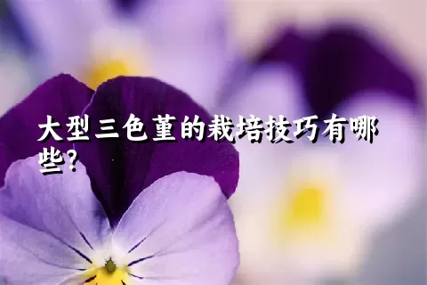 大型三色堇的栽培技巧有哪些？