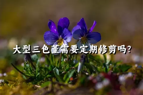 大型三色堇需要定期修剪吗？