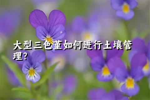 大型三色堇如何进行土壤管理？