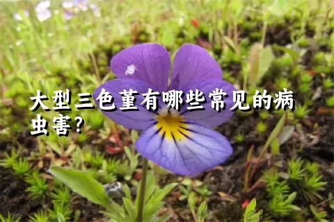 大型三色堇有哪些常见的病虫害？