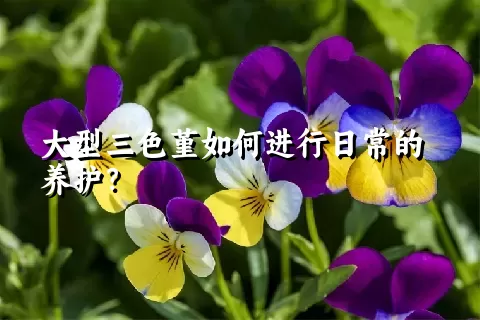 大型三色堇如何进行日常的养护？