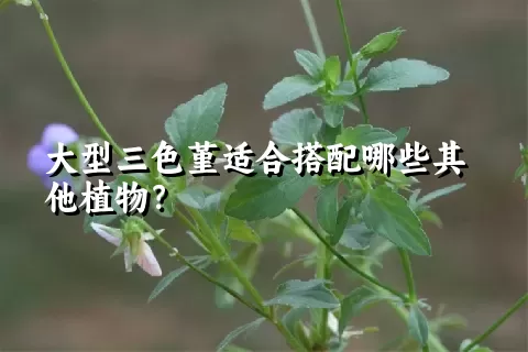 大型三色堇适合搭配哪些其他植物？