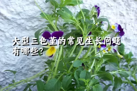 大型三色堇的常见生长问题有哪些？