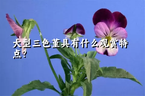 大型三色堇具有什么观赏特点？