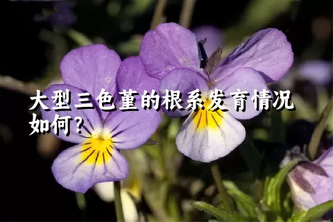 大型三色堇的根系发育情况如何？