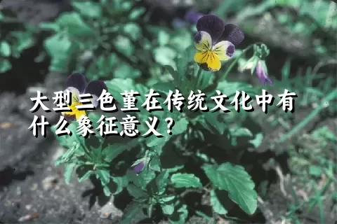 大型三色堇在传统文化中有什么象征意义？