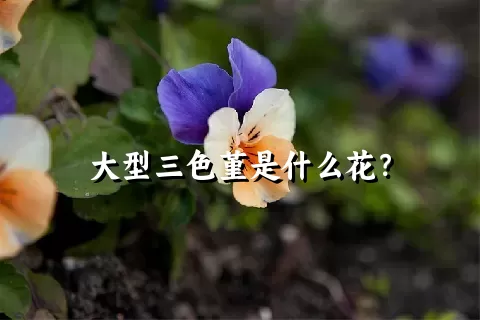 大型三色堇是什么花？