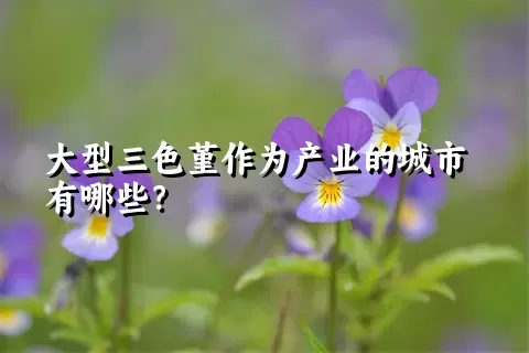 大型三色堇作为产业的城市有哪些？