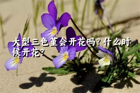 大型三色堇会开花吗？什么时候开花？