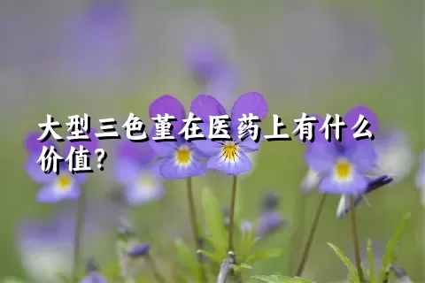 大型三色堇在医药上有什么价值？