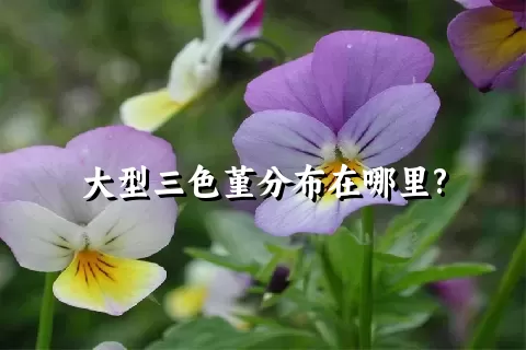 大型三色堇分布在哪里?