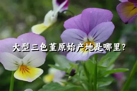 大型三色堇原始产地是哪里？