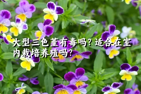 大型三色堇有毒吗？适合在室内栽培养殖吗？