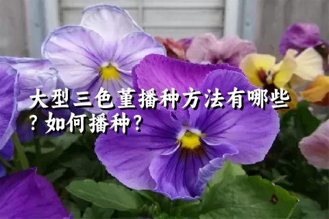 大型三色堇播种方法有哪些？如何播种？