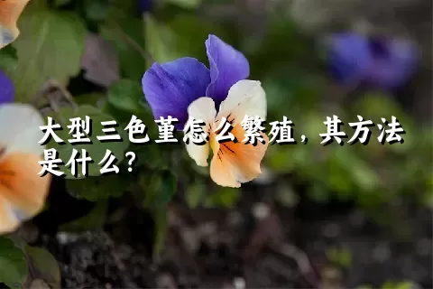 大型三色堇怎么繁殖，其方法是什么？