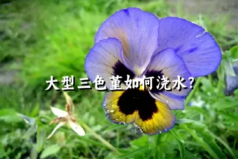 大型三色堇如何浇水？