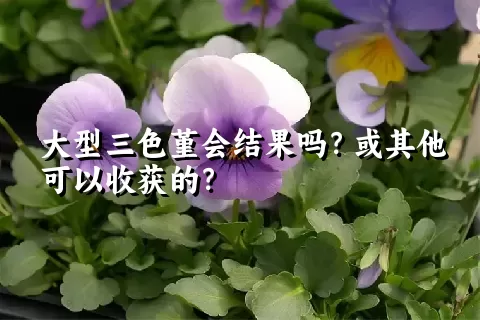 大型三色堇会结果吗？或其他可以收获的？