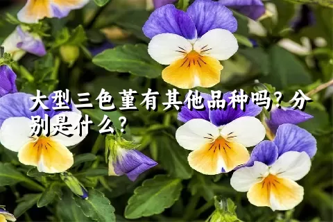 大型三色堇有其他品种吗？分别是什么？