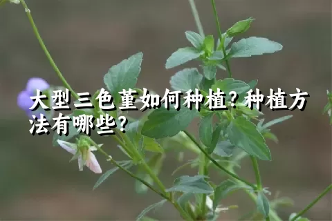 大型三色堇如何种植？种植方法有哪些？