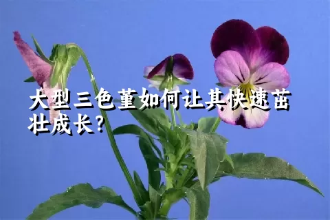 大型三色堇如何让其快速茁壮成长？