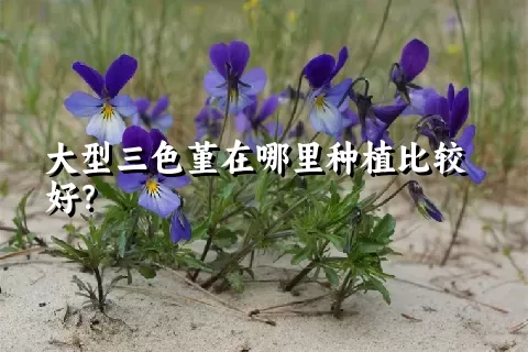 大型三色堇在哪里种植比较好？