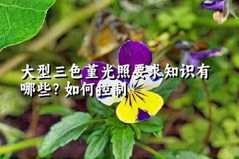 大型三色堇光照要求知识有哪些？如何控制