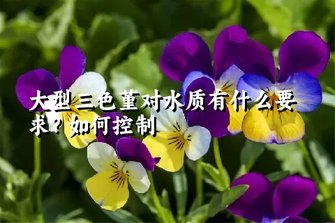 大型三色堇对水质有什么要求？如何控制