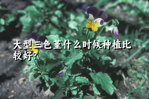 大型三色堇什么时候种植比较好？