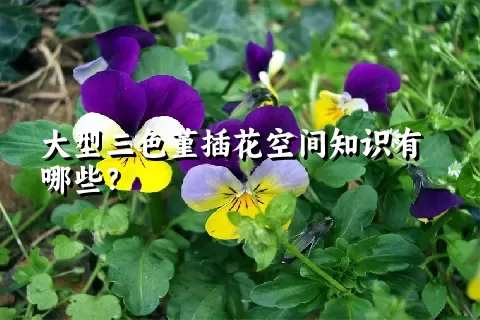 大型三色堇插花空间知识有哪些？