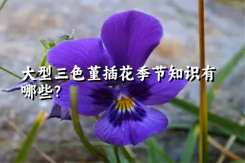 大型三色堇插花季节知识有哪些？