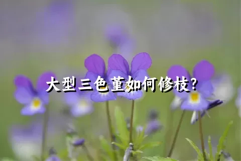 大型三色堇如何修枝？