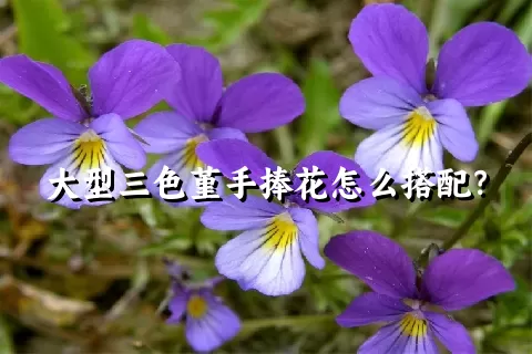 大型三色堇手捧花怎么搭配？