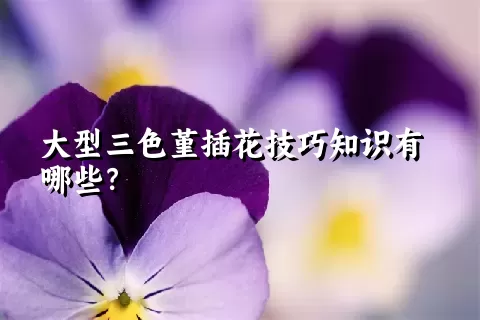 大型三色堇插花技巧知识有哪些？