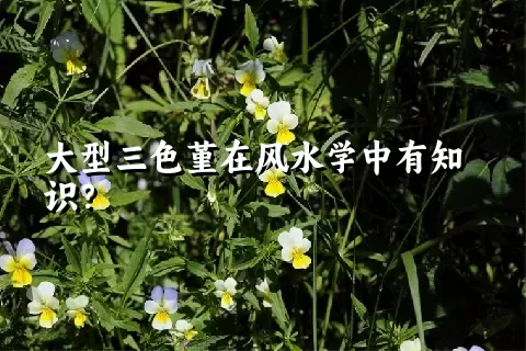 大型三色堇在风水学中有知识？