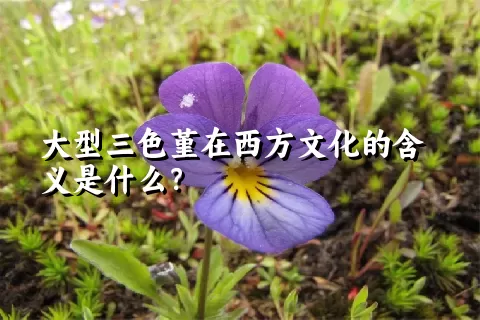 大型三色堇在西方文化的含义是什么？