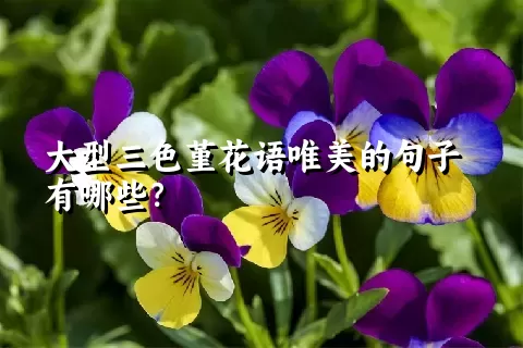 大型三色堇花语唯美的句子有哪些？