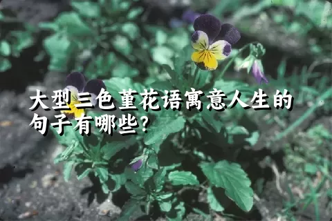 大型三色堇花语寓意人生的句子有哪些？