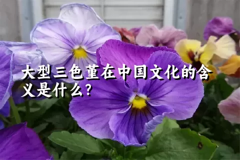 大型三色堇在中国文化的含义是什么？