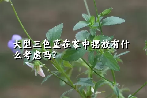 大型三色堇在家中摆放有什么考虑吗？