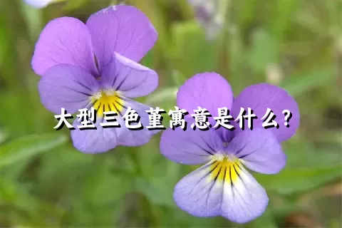 大型三色堇寓意是什么？