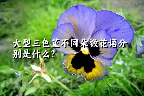 大型三色堇不同朵数花语分别是什么？