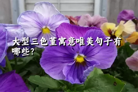 大型三色堇寓意唯美句子有哪些？