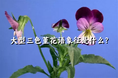 大型三色堇花语象征是什么？