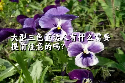 大型三色堇送人有什么需要提前注意的吗？