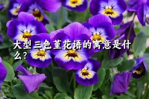 大型三色堇花语的寓意是什么？