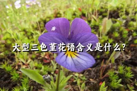 大型三色堇花语含义是什么？